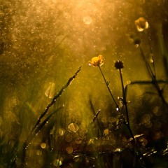 The Smell Of Rain