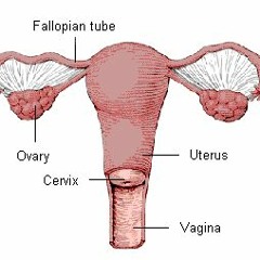 Big Daddy Dill Dick rock and roll hysterectomy