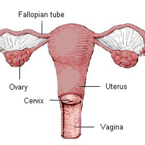 Big Daddy Dill Dick rock and roll hysterectomy