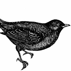 Blackbird ( Very rough demo! Just for fun :) )