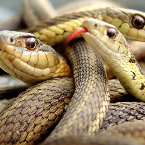 Ocean Wisdom - Snakes & Blaggers