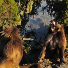 Gelada Male Vocal Sequence