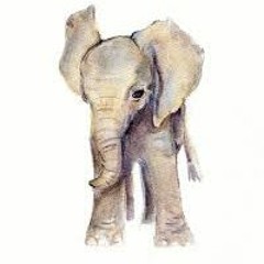 Baby Elephant