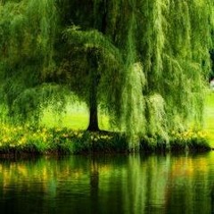 OldWillowTree