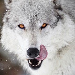 The Stare Down / Snap Judgment, "Full Circle"