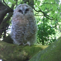 first we take manhattan (cover)