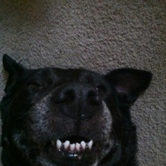 Dear Writers Block (Prod. By Apollo Brown)