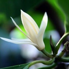 Hương Ngọc Lan - Mỹ Linh