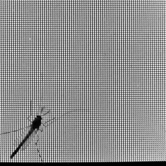 Let Me Count The Ways: Mosquito Love Songs [disquiet0212-484hzlovesongs]