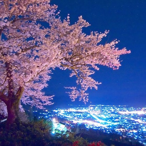 [Touhou Arrange] Orange Wolke | Let's Yozakura!!(レッツ夜桜！！)
