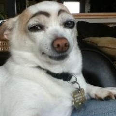 crazy freaky dog with big eyebrows