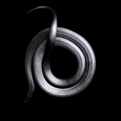 Kodeisko - Anaconda [Techno // Final]