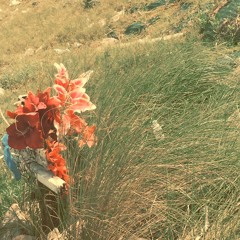 Products Of My Environment