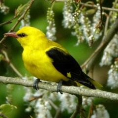 Messiaen, Catalogue d'oiseaux : Le Loriot LIVE