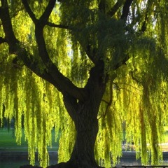 Willow Tree (instrumental demo)