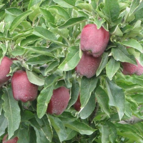 Beneath The Apple Tree (Kim Trolier & Ovidiu Marinescu)