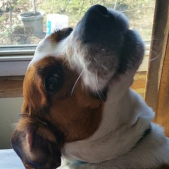 Where I'm Going is Better Than Where I've Been! (Original Ukulele Song Clip)