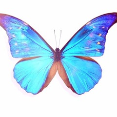 Symmetric Life