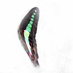 Borodin - Polovetsian Dances（ダッタン人の踊り）