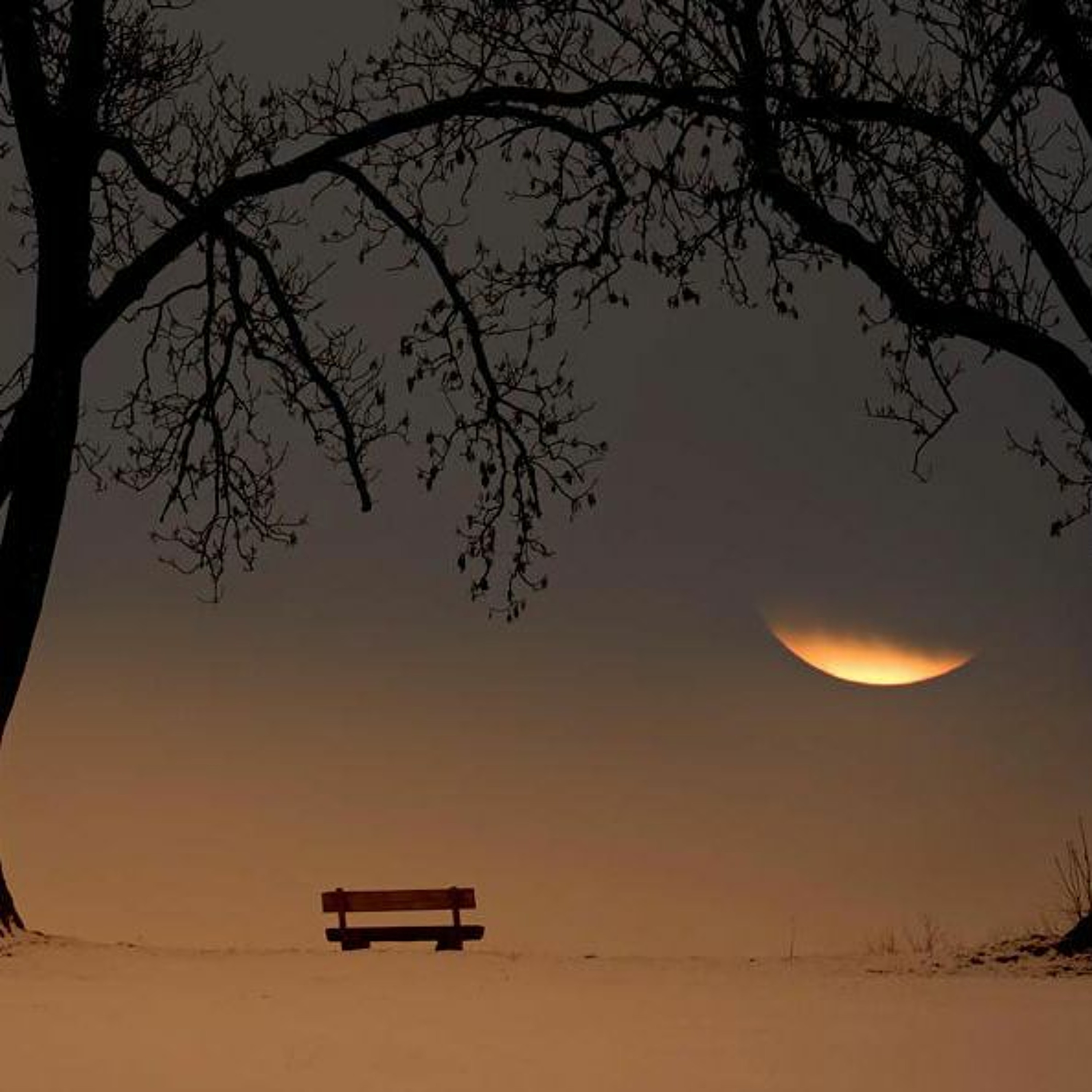 The Silence Featuring Allesandra Zwerger episode artwork