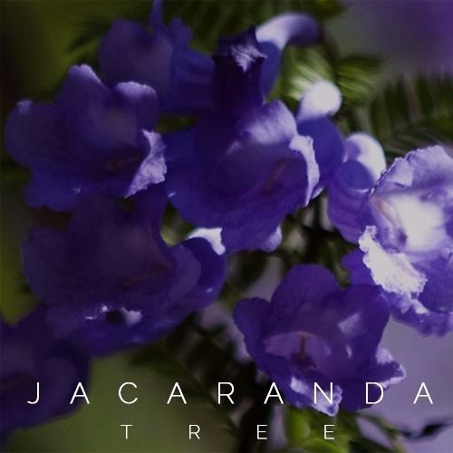 Tetu Shani- Jacaranda Tree (Prod. By MG)