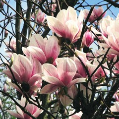 Destroying Angel (Sneaker Pimps Cover)