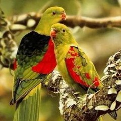 صلاح الباجي؛  من سورة الأحزاب