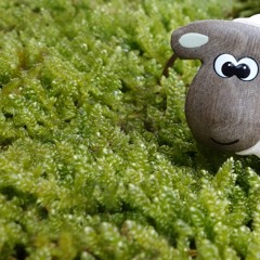 Die Aussprache von "schr" und  "sch" im Vergleich - Niederlaendisch