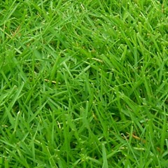 HALCALI - 芝生 feat.谷川俊太郎 （yan_su_su Edit）