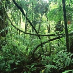 Jungle Poursuite
