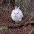 Artwork for Snowshoe Hares Predated For Wearing White Out Of Season