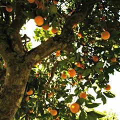 La Ballade Nord-Irlandaise (reprise) - Mialy feat. Coll Andrews