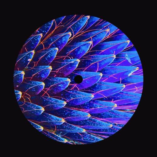 PREMIERE: Chupacabras - Electronic Breakdown [Tutamen]