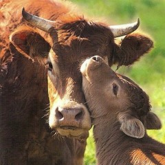 They Feel (The Abolitionist Approach: Principle Four)