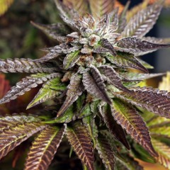 High Grade Pt1 ft. Zilla