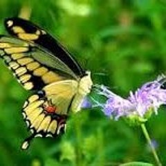 ما هي اسباب الحب   <3