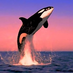 Tricks (Jim Tar & Plug4)