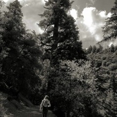 Landshark-Butterfly Bowtie