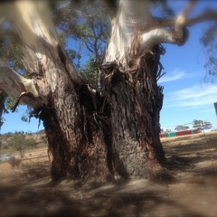 Chill Stage Rainbow Serpent 2016