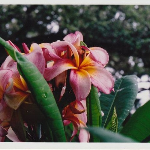 5 - 15 - 12 GEORGIA (1)