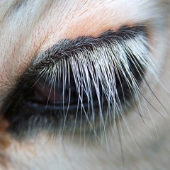 Hey Human (The Abolitionist Approach: Principle Two)