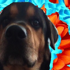 basic Beat023126 - G.moppst