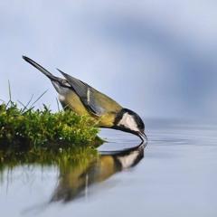 Soy Sauce - Never Again