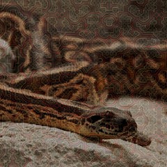 Anaconda jam