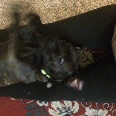 New Potato (For Hazen S. Pingree) DEMO