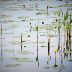 Waiting for the Waterlily