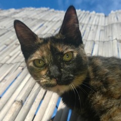 LPBEATZ Source C195 free