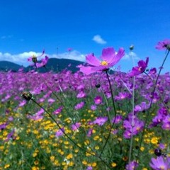 "Encantos del Ande" 1 - 'Panti Pallay' Q'orichayña de Checacupe (Paras Tradicional)