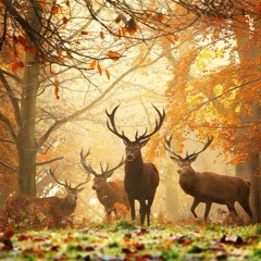 Tiger Mountain Peasant Song - Cover