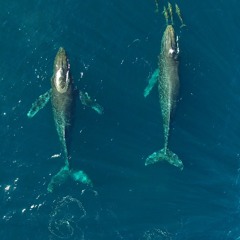 CamiloDj - MonterreySound16